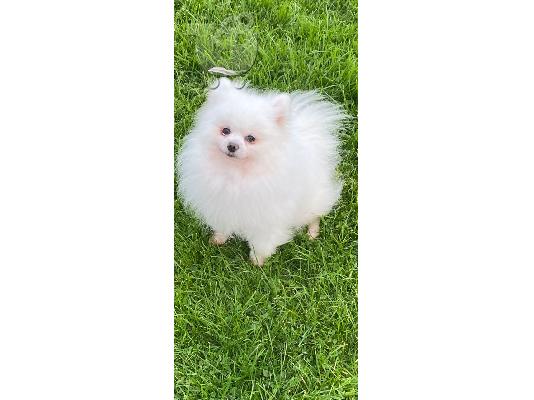 PoulaTo: Pomeranian Pup